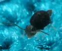 Bourletiella juanitae - photo 2