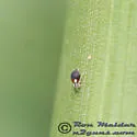 Bourletiella juanitae - photo 4