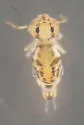 Bourletiella rustica