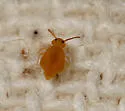 Bourletiella savona