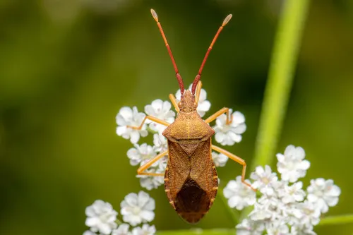 Box Bug