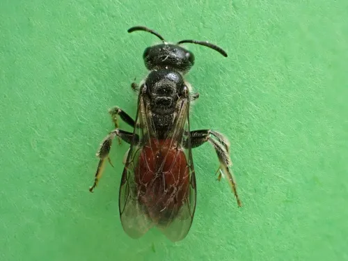 Box-headed Blood-bee