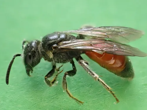 Box-headed Blood-bee - photo 2