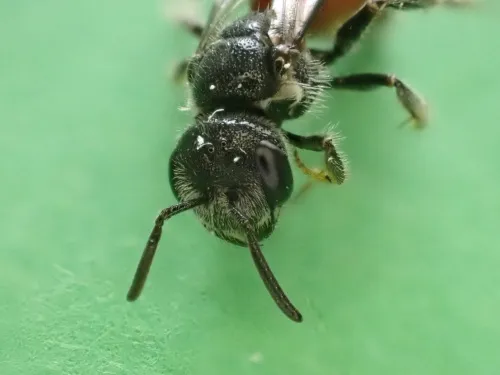 Box-headed Blood-bee - photo 3