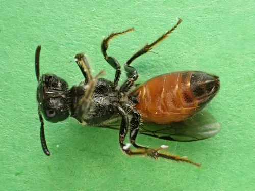 Box-headed Blood-bee - photo 4
