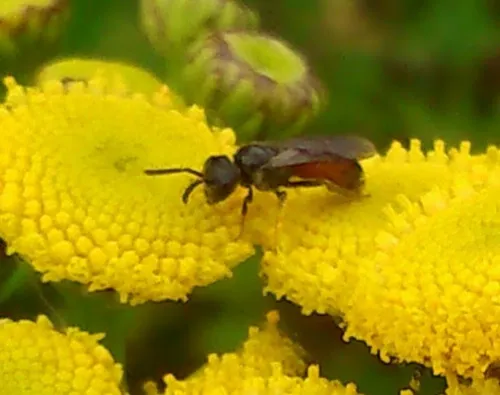 Box-headed Blood-bee - photo 5