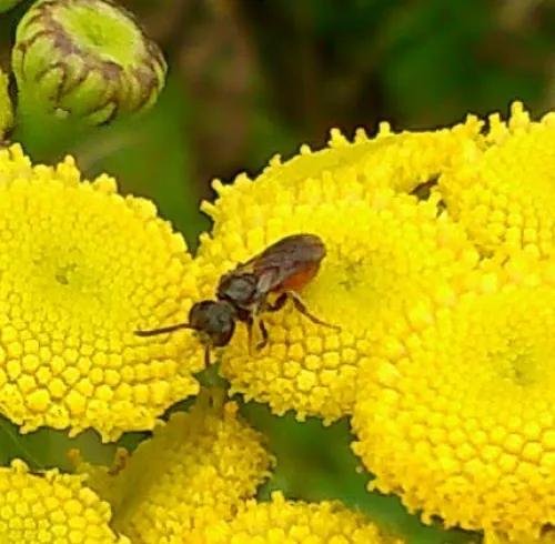 Box-headed Blood-bee - photo 6
