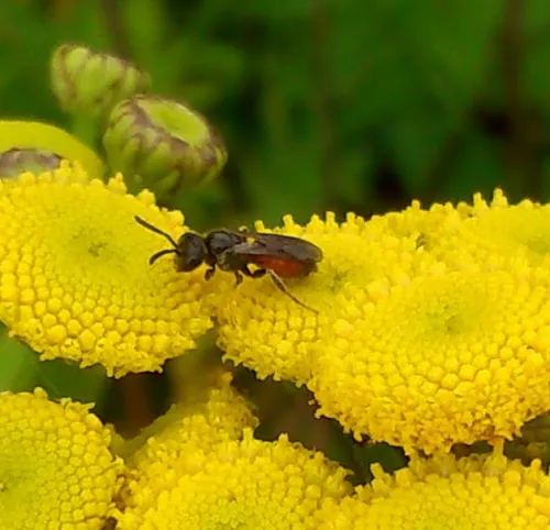 Box-headed Blood-bee - photo 7