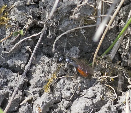 Box-headed Blood-bee - photo 8