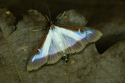 Cydalima perspectalis - Cydalima perspectalis