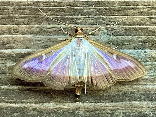 Cydalima perspectalis - photo 8