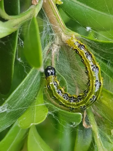 Cydalima perspectalis - photo 2