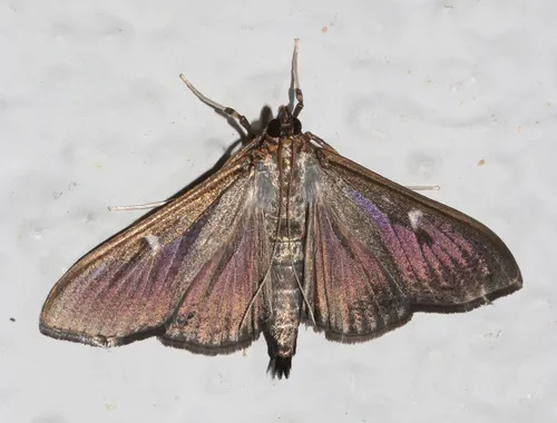 Cydalima perspectalis - photo 3