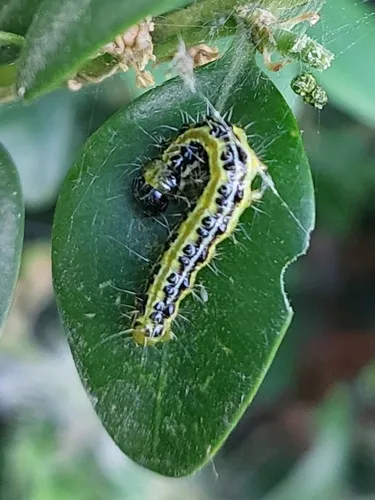 Cydalima perspectalis - photo 4