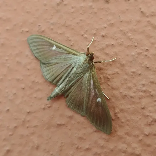 Cydalima perspectalis - photo 5