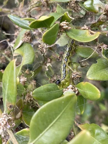 Cydalima perspectalis - photo 6