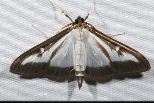 Cydalima perspectalis - photo 7