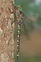 Ocellated Darner