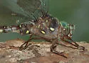 Ocellated Darner - photo 2