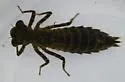 Ocellated Darner - photo 3