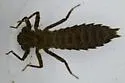 Ocellated Darner - photo 4