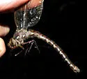 Ocellated Darner - photo 5