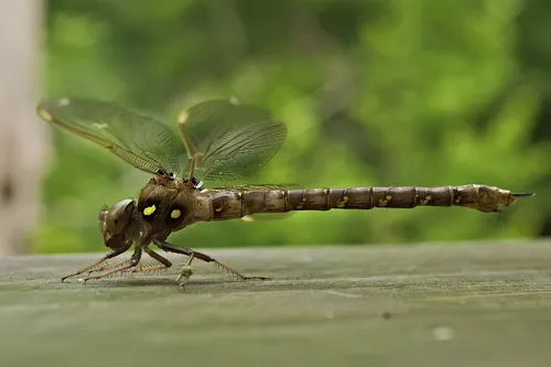 Fawn Darner - photo 2