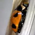 White-fronted Lady Beetle