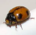 White-fronted Lady Beetle - photo 2