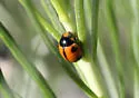 White-fronted Lady Beetle - photo 3