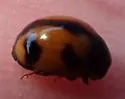 White-fronted Lady Beetle - photo 4