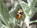 White-fronted Lady Beetle - photo 5