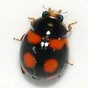 Brachiacantha arizonica