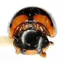Brachiacantha arizonica - photo 3