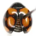 Brachiacantha arizonica - photo 4