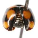 Brachiacantha arizonica - photo 5