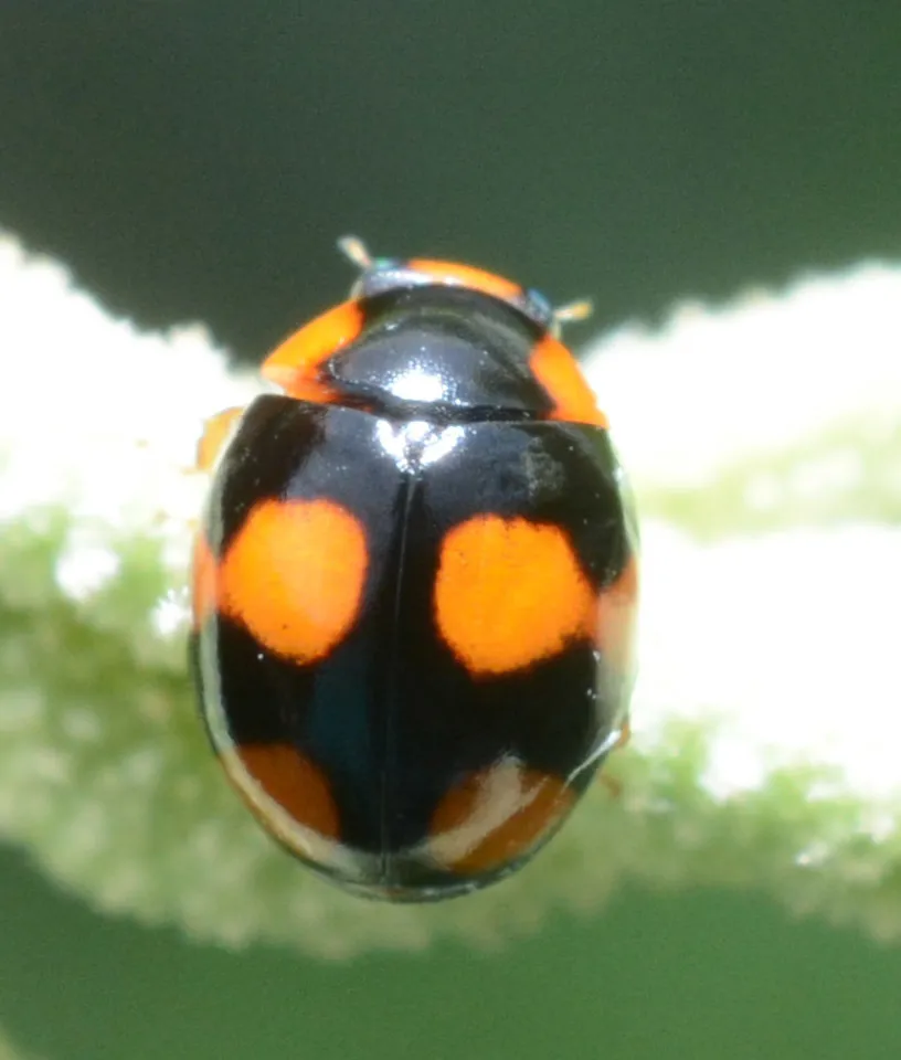Barber's Lady Beetle - photo 2