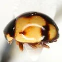 Brachiacantha bollii - photo 2