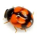 Brachiacantha bollii - photo 3