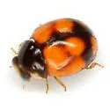 Brachiacantha bollii - photo 4