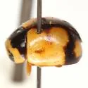 Brachiacantha bollii - photo 5