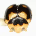 Ten-spotted Spurleg Lady Beetle