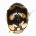 Ten-spotted Spurleg Lady Beetle - photo 2