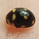 Ten-spotted Spurleg Lady Beetle - photo 3