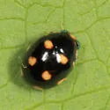 Ten-spotted Spurleg Lady Beetle - photo 4
