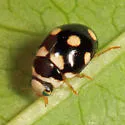 Ten-spotted Spurleg Lady Beetle - photo 5
