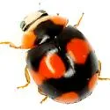 Brachiacantha decora