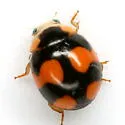Brachiacantha decora - photo 2