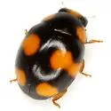 Brachiacantha decora - photo 3