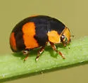 Brachiacantha dentipes